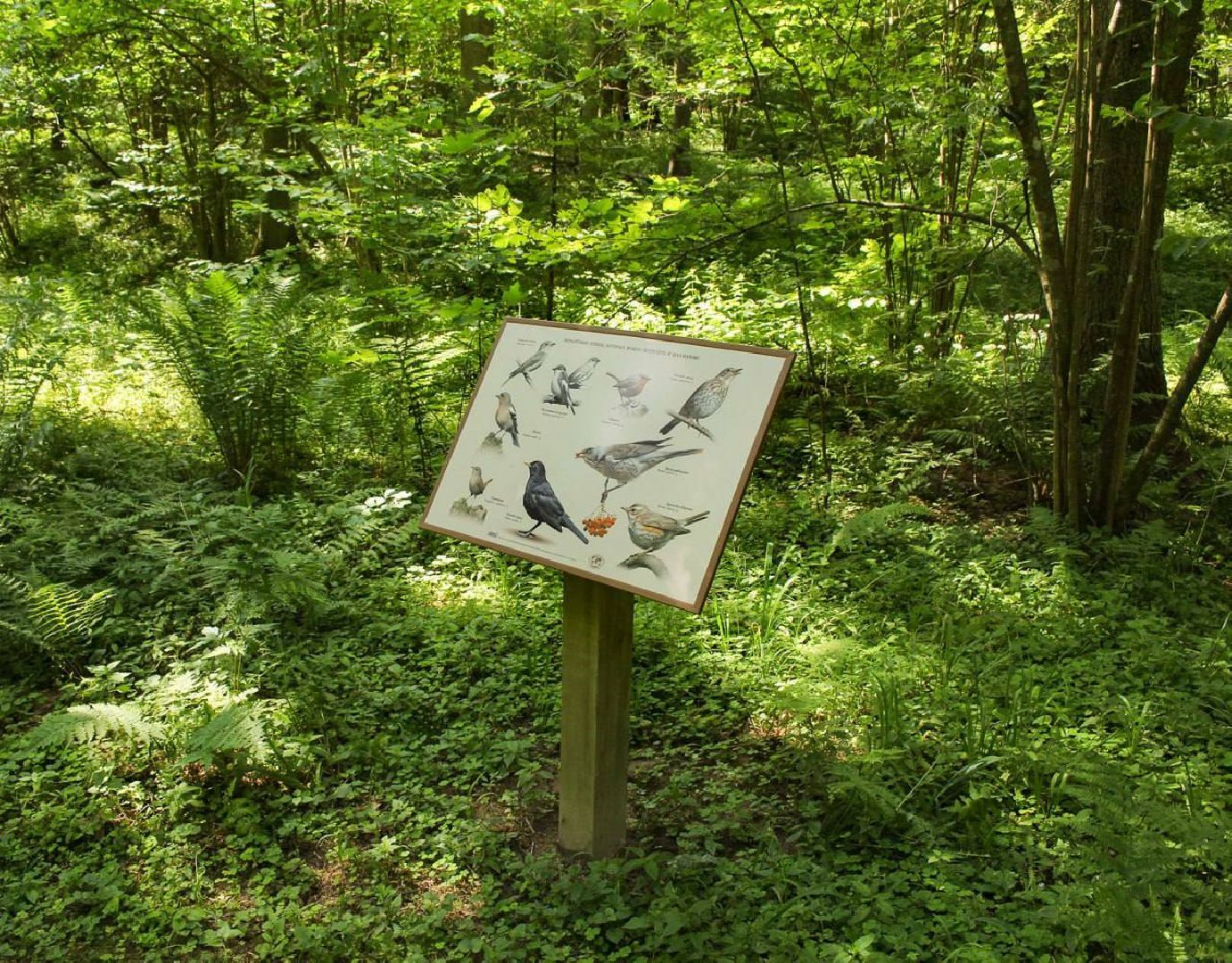 Солнечногорск, Шахматово, туризм, Блок, экотропа