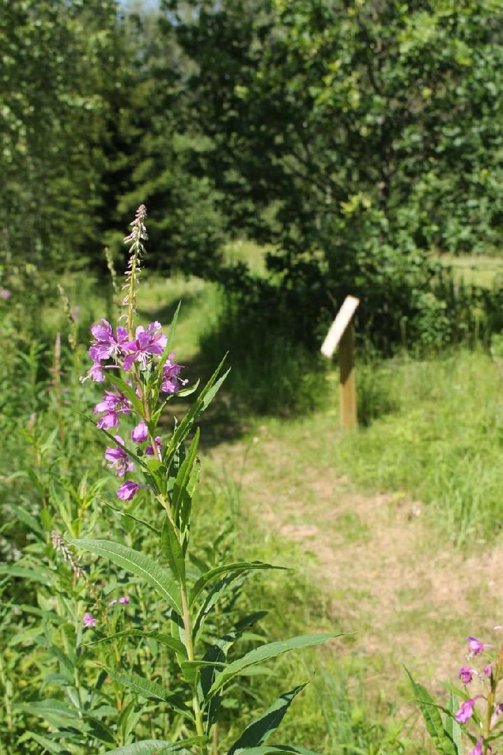 Солнечногорск, Шахматово, туризм, Блок, экотропа