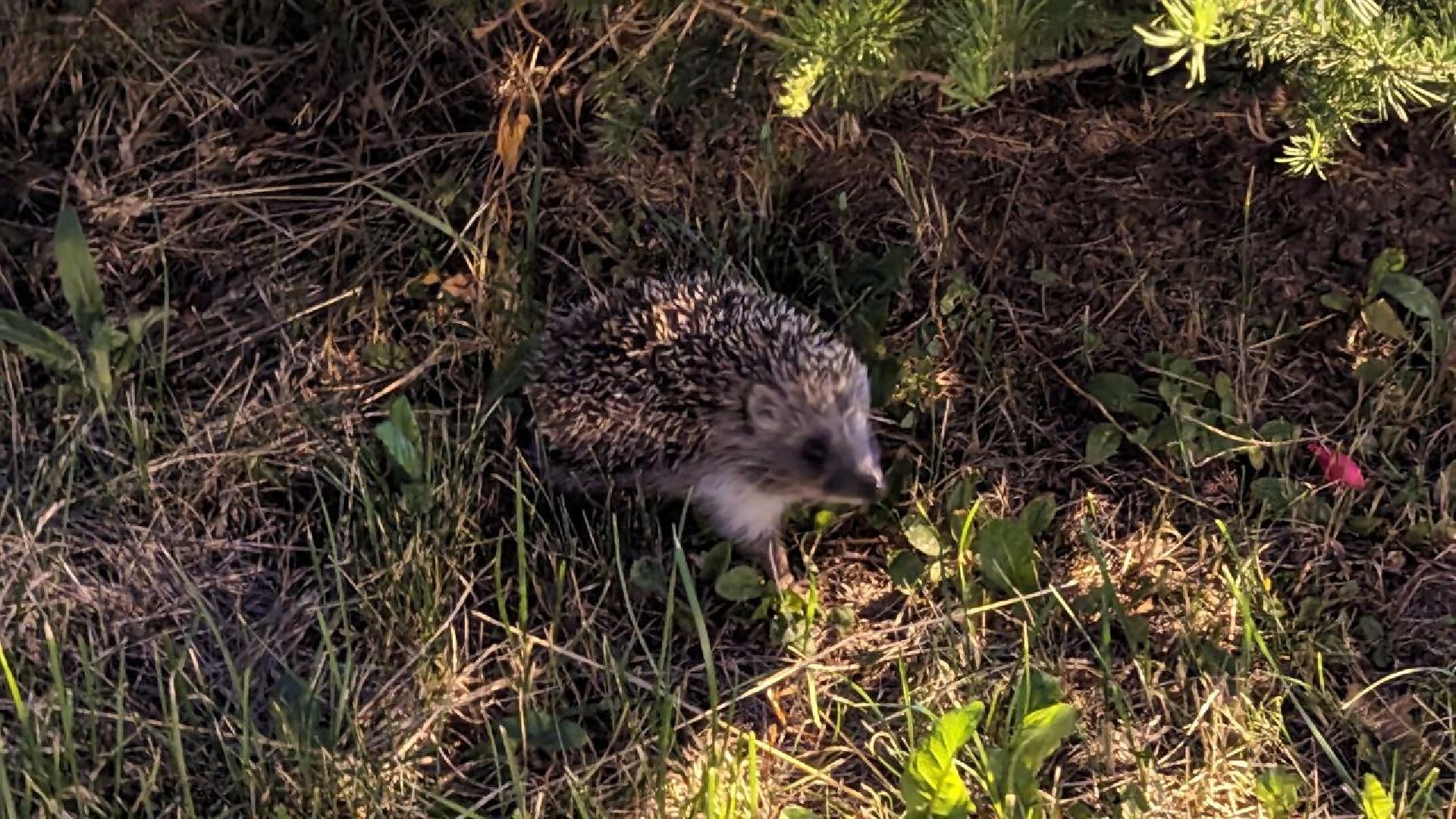 Одинцово, Окружающий мир, Экология, ёж семья ежей