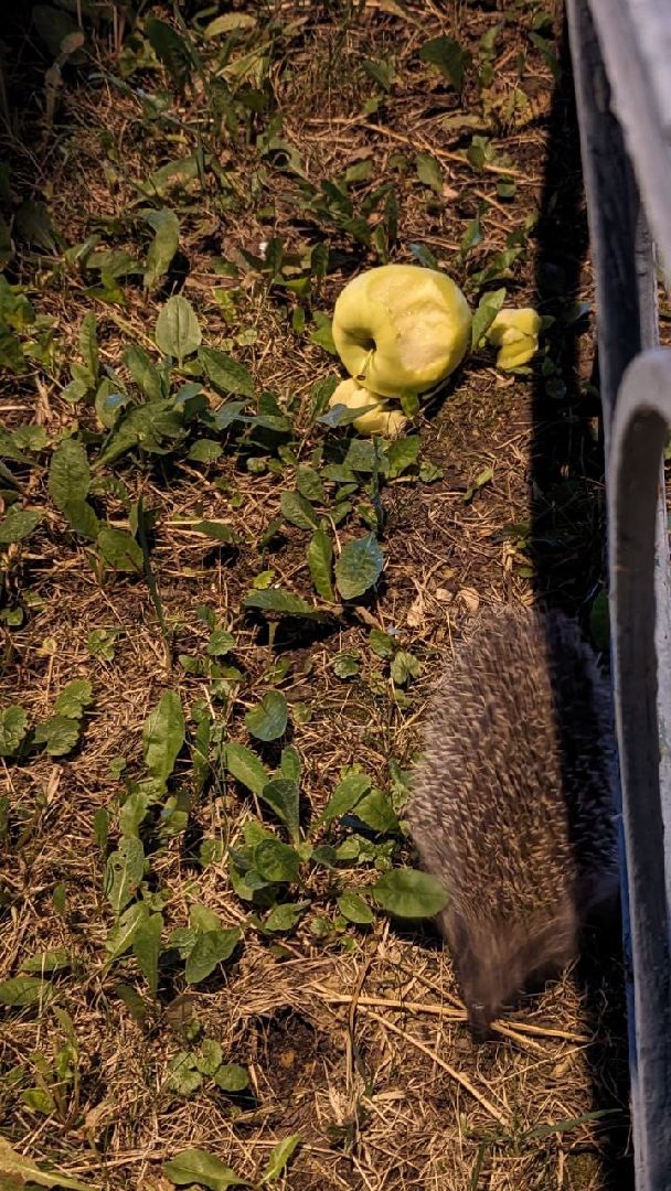 Одинцово, Окружающий мир, Экология, ёж семья ежей