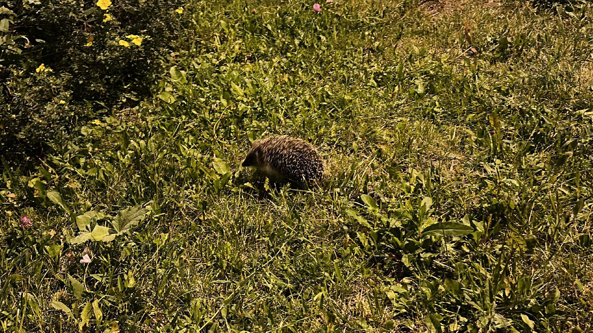 Одинцово, Окружающий мир, Экология, ёж семья ежей