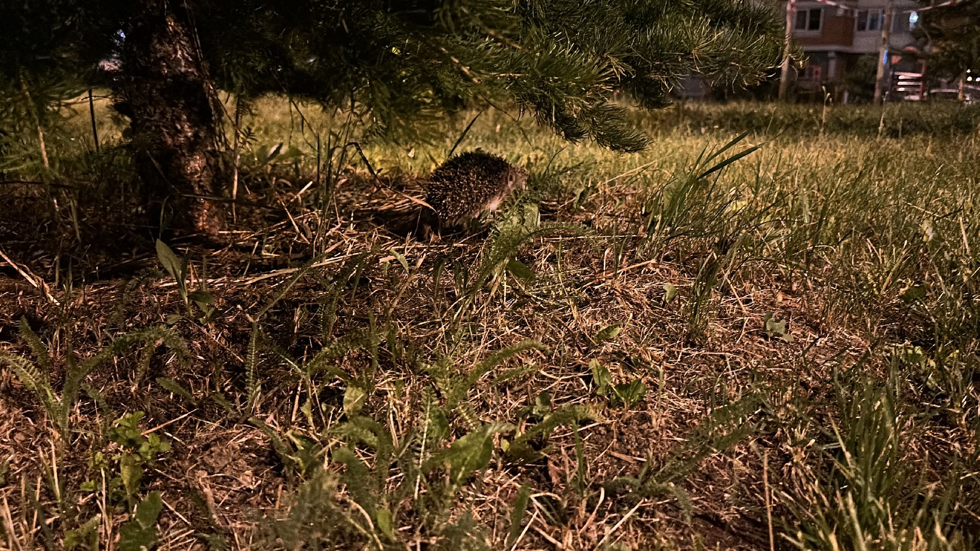 Одинцово, Окружающий мир, Экология, ёж семья ежей