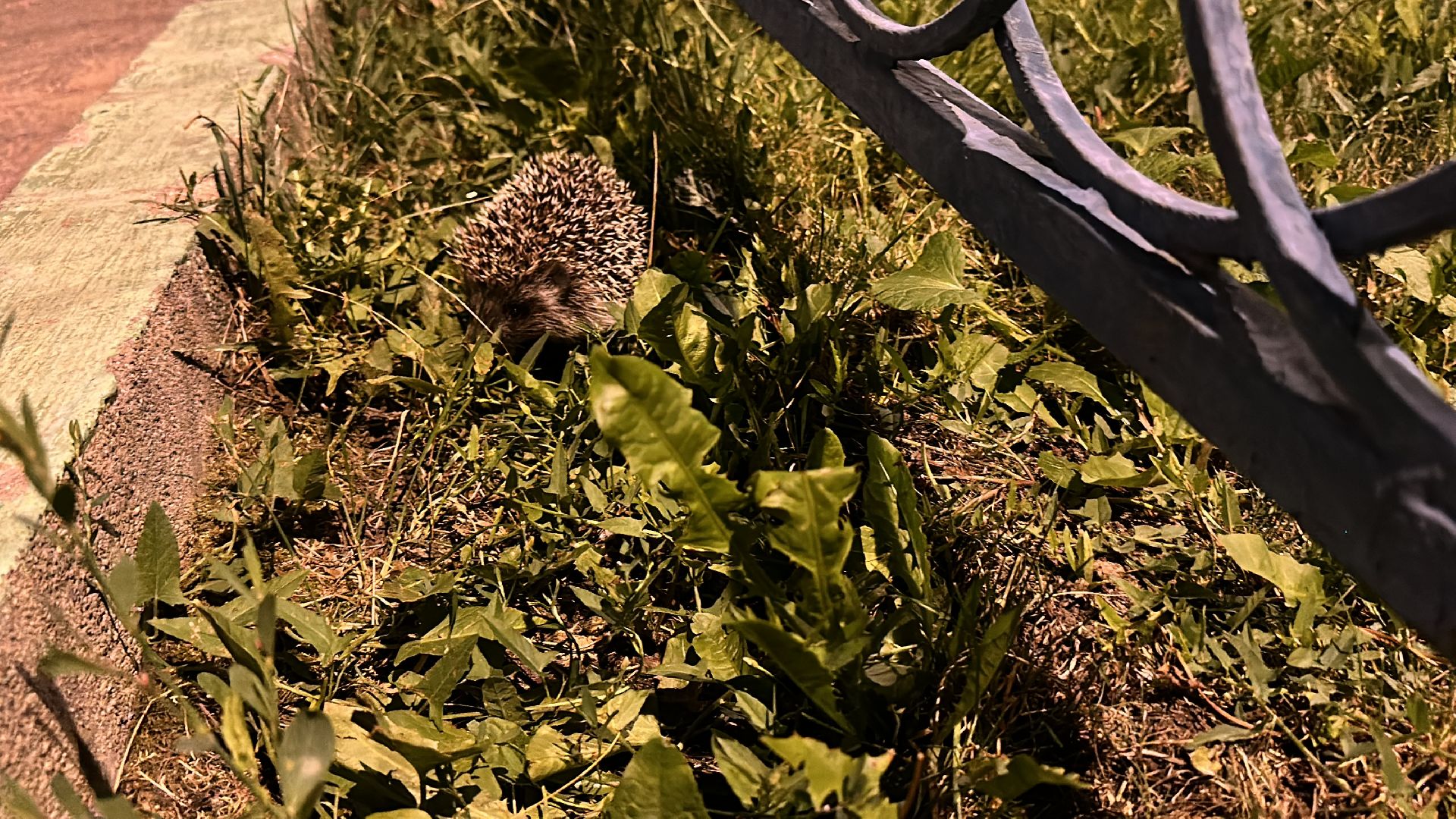 Одинцово, Окружающий мир, Экология, ёж семья ежей