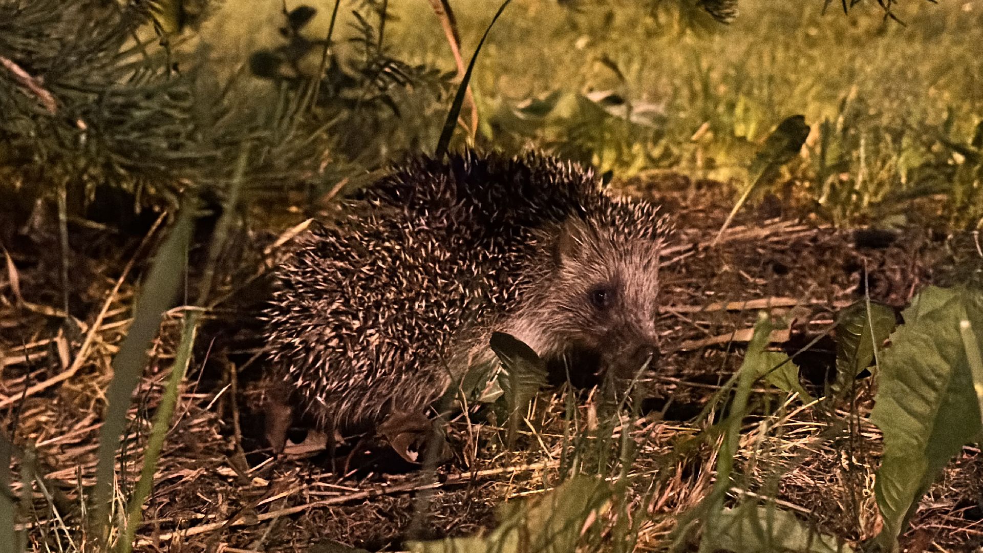 Одинцово, Окружающий мир, Экология, ёж семья ежей