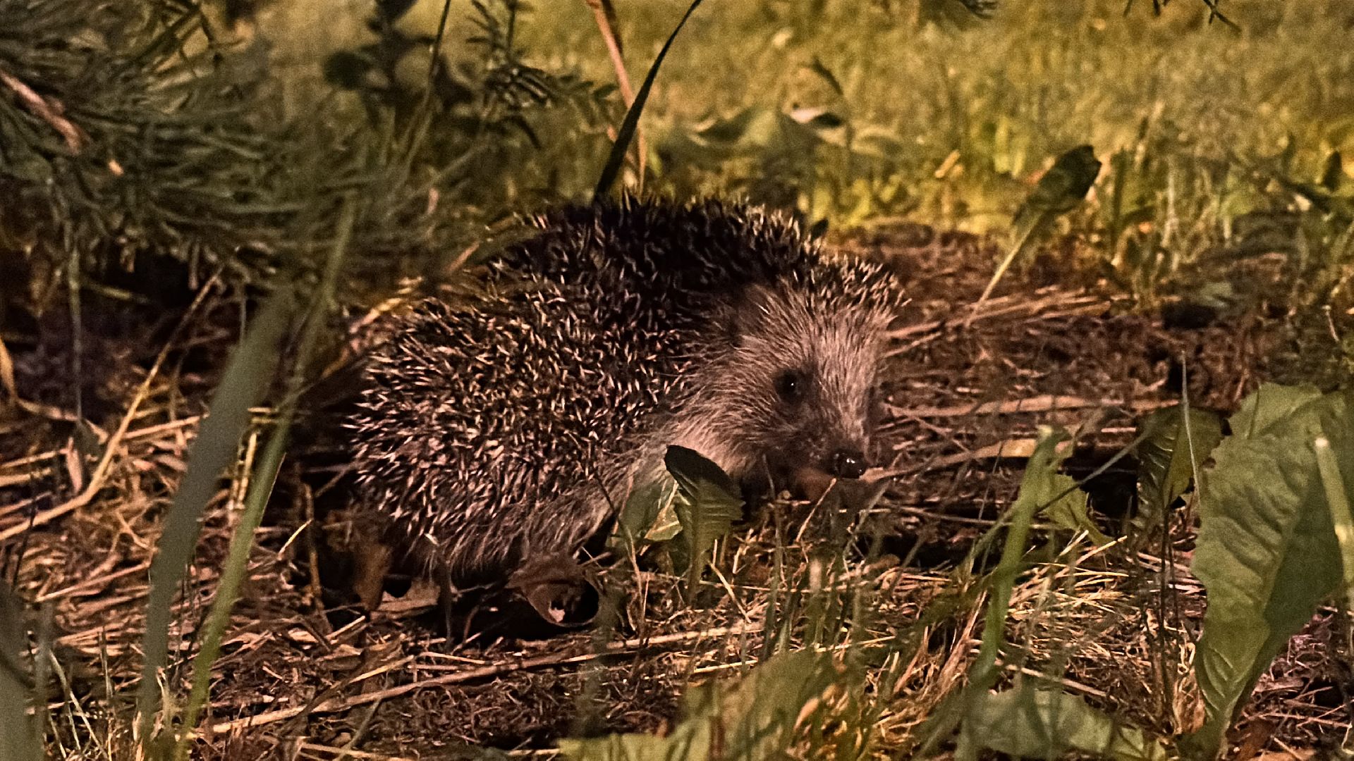 Одинцово, Окружающий мир, Экология, ёж семья ежей