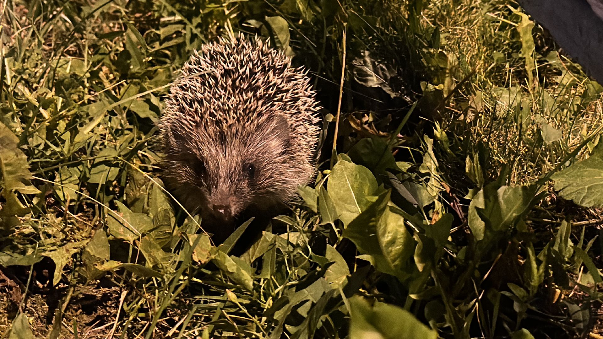Одинцово, Окружающий мир, Экология, ёж семья ежей