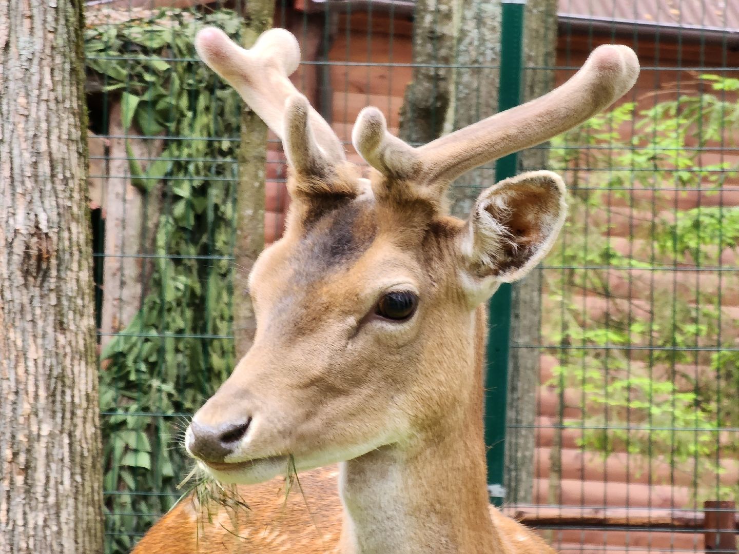 Кубинка, одинцово, партизанская деревня, олени, оленята, парк Патриот