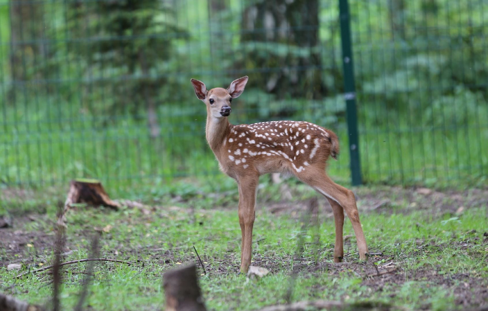 Кубинка, одинцово, партизанская деревня, олени, оленята, парк Патриот
