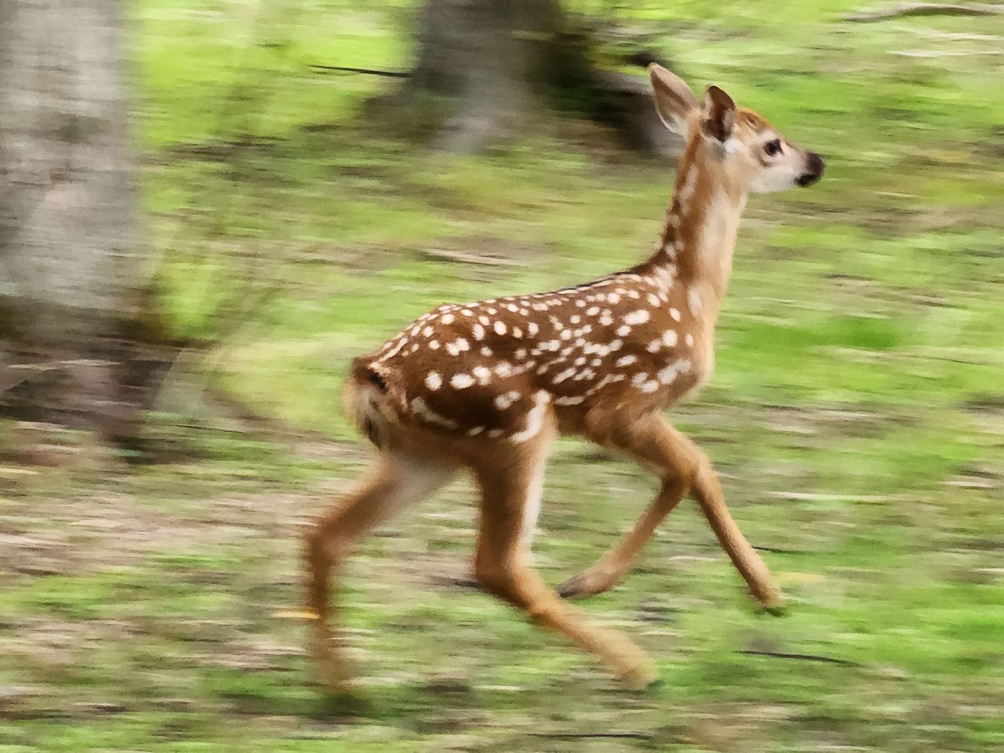 Кубинка, одинцово, партизанская деревня, олени, оленята, парк Патриот