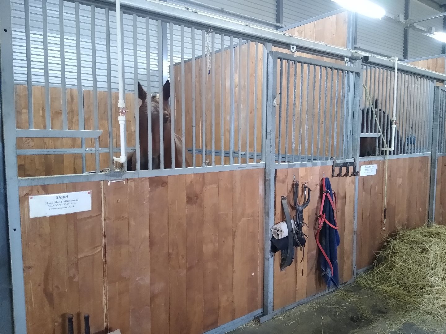 Раменское, спорт, на Раменском ипподроме разместили 160 лошадей