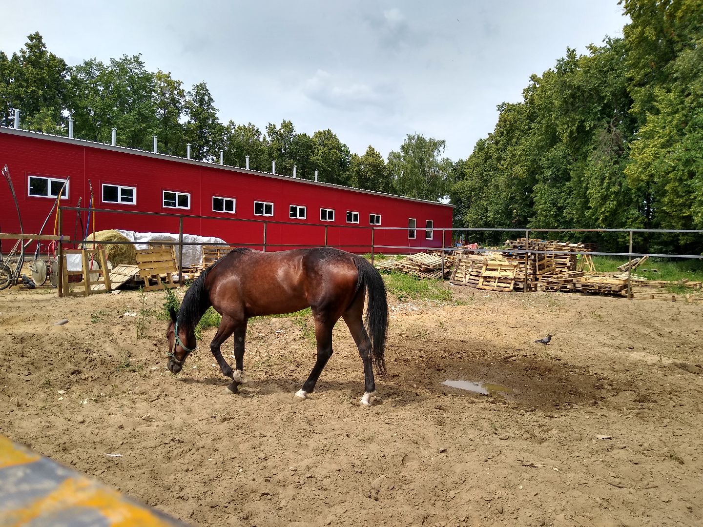 Раменское, спорт, на Раменском ипподроме разместили 160 лошадей