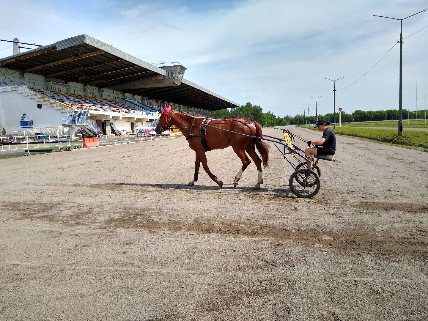 Раменское, спорт, на Раменском ипподроме разместили 160 лошадей