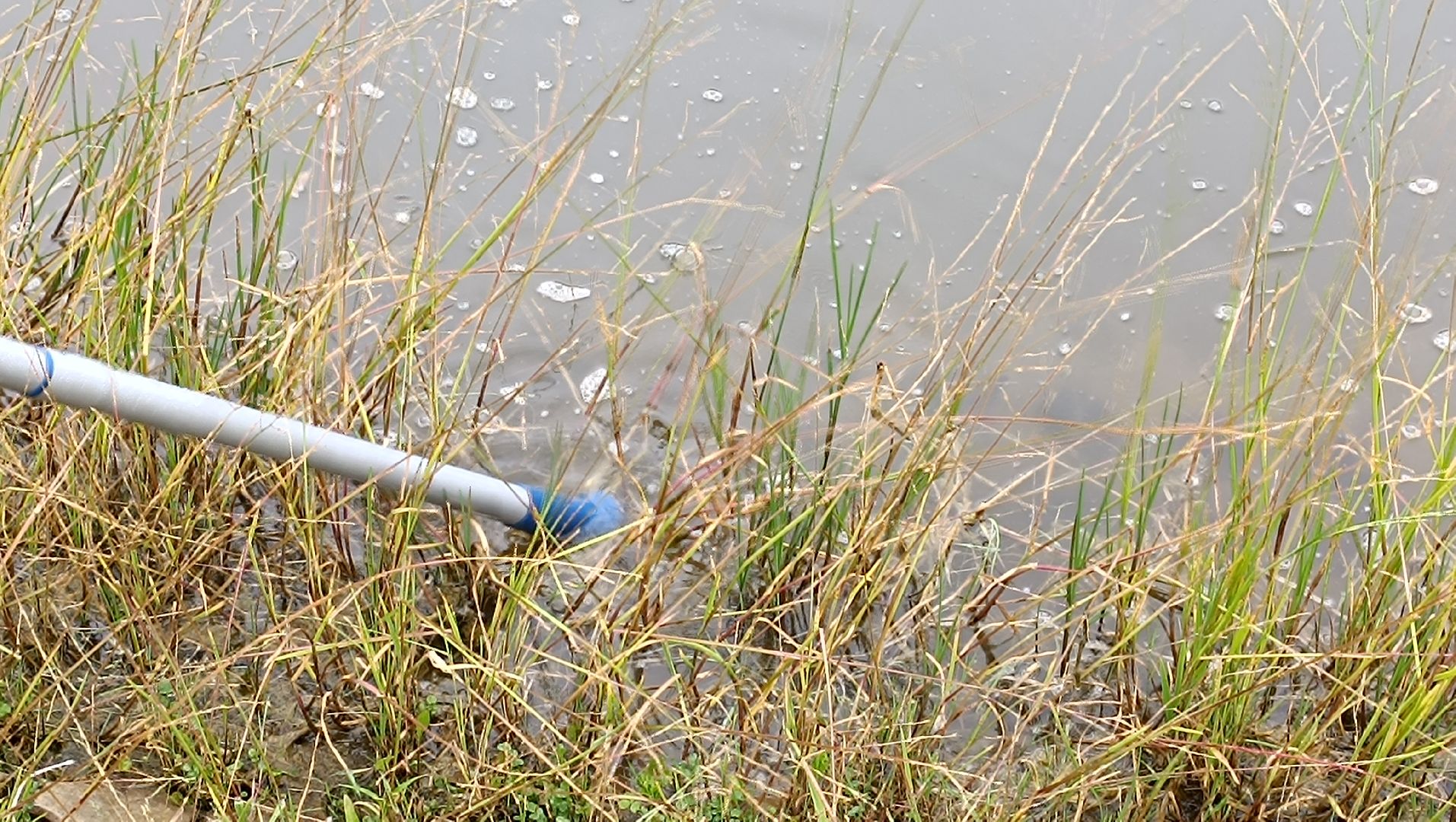 Лобня, пруд, водоросли