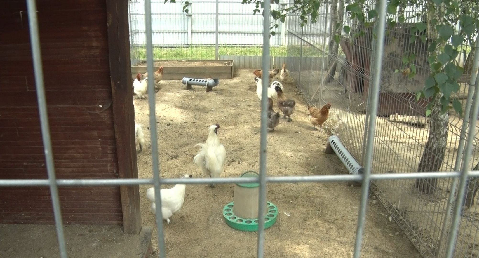 Эко-ферма Калачёво, Домодедово