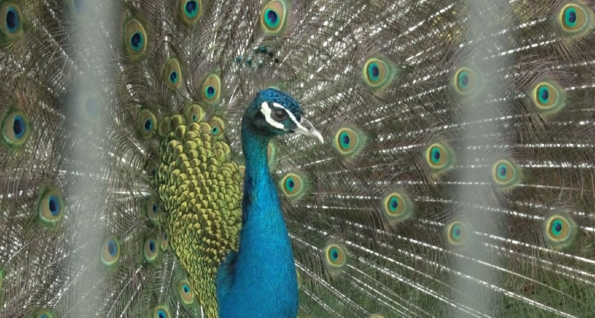 Эко-ферма Калачёво, Домодедово