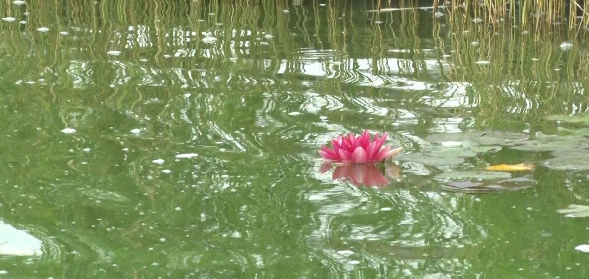 Эко-ферма Калачёво, Домодедово