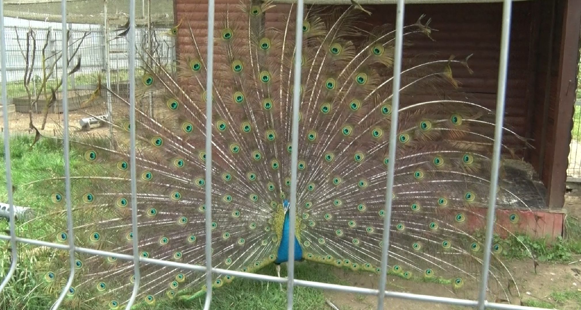 Эко-ферма Калачёво, Домодедово