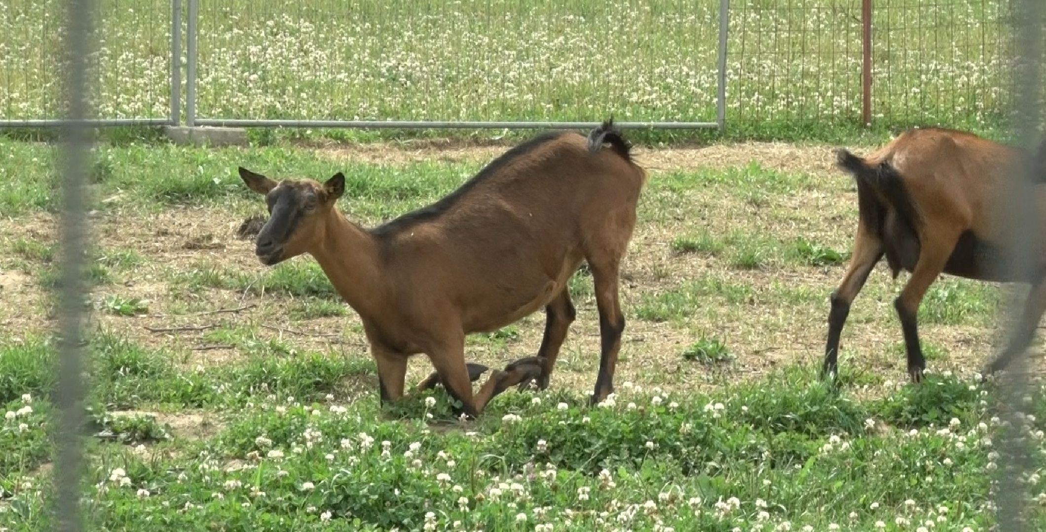 Эко-ферма Калачёво, Домодедово