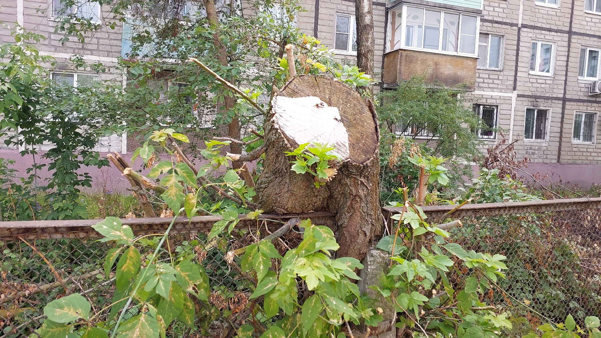 строительство забора, деревья, детский сад, серпухов, звездочка, новый забор,