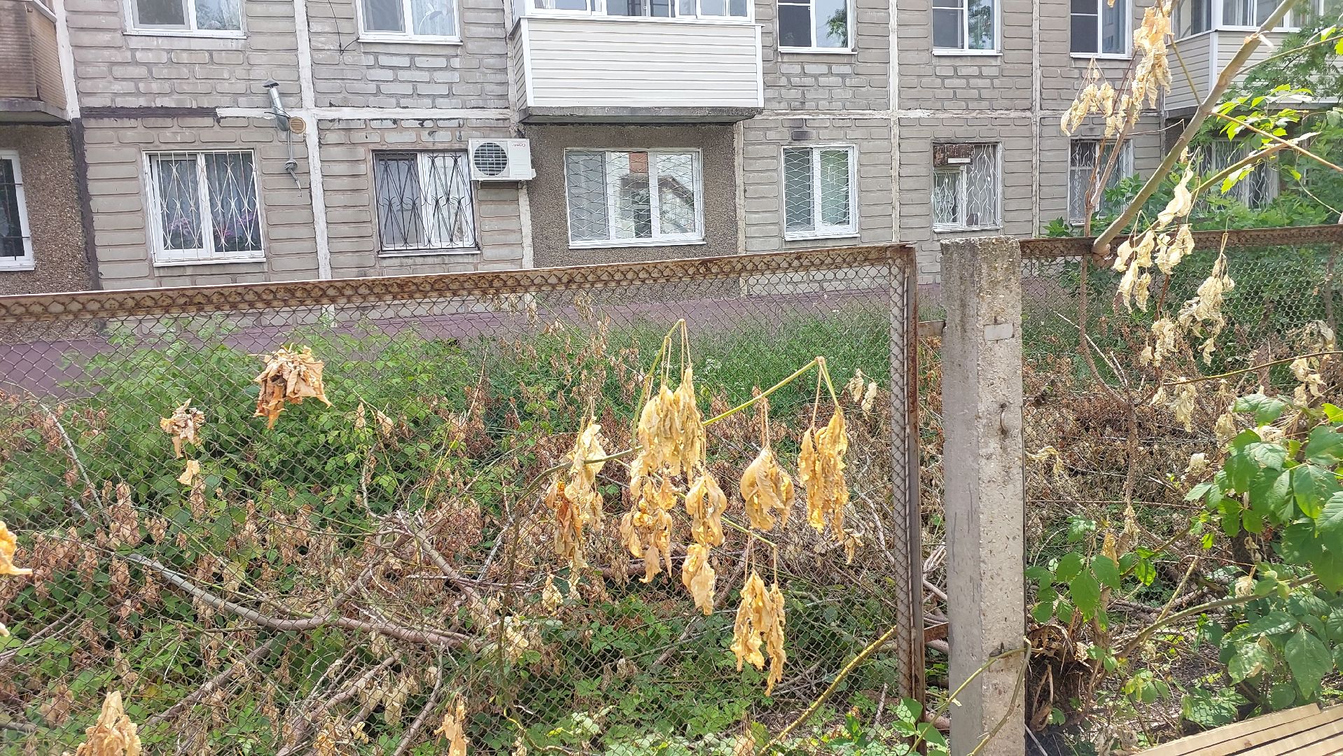 строительство забора, деревья, детский сад, серпухов, звездочка, новый забор,