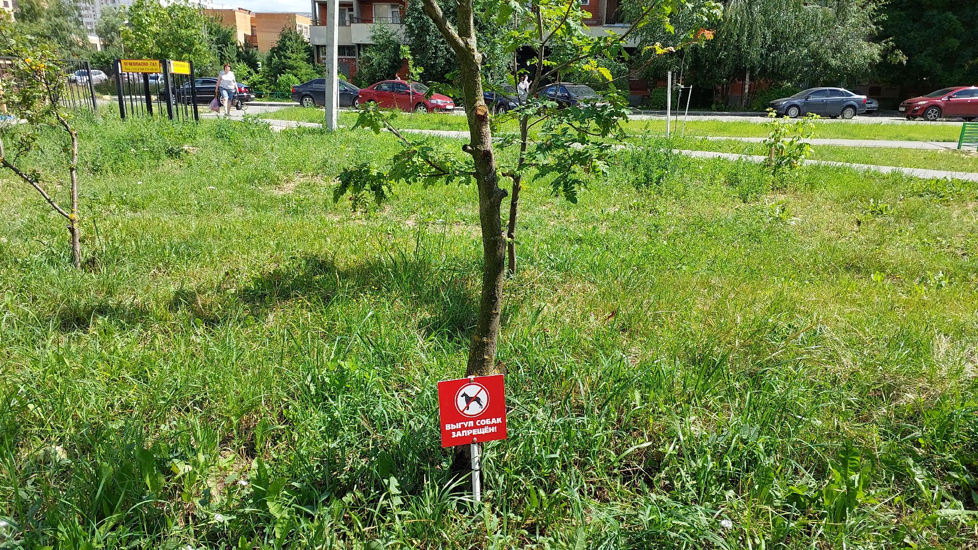 серпухов, двор, детские площадки, собаки, выгул собак, депутат, жители,