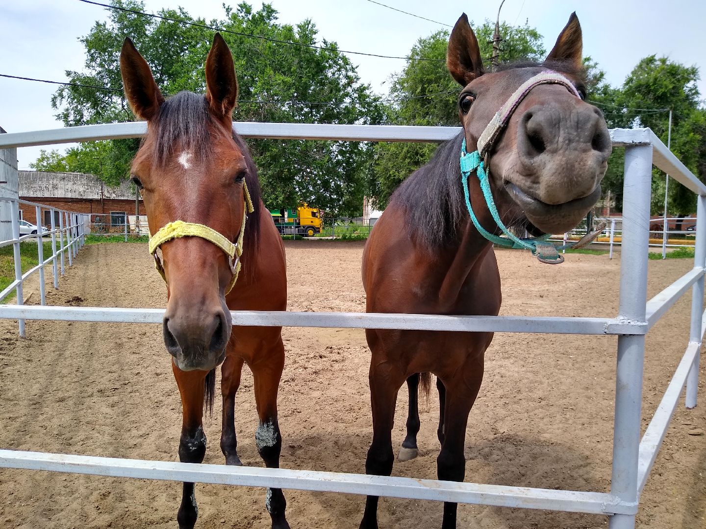 Раменское, спорт, Раменский ипподром, конноспортивная школа, польза иппотерапии