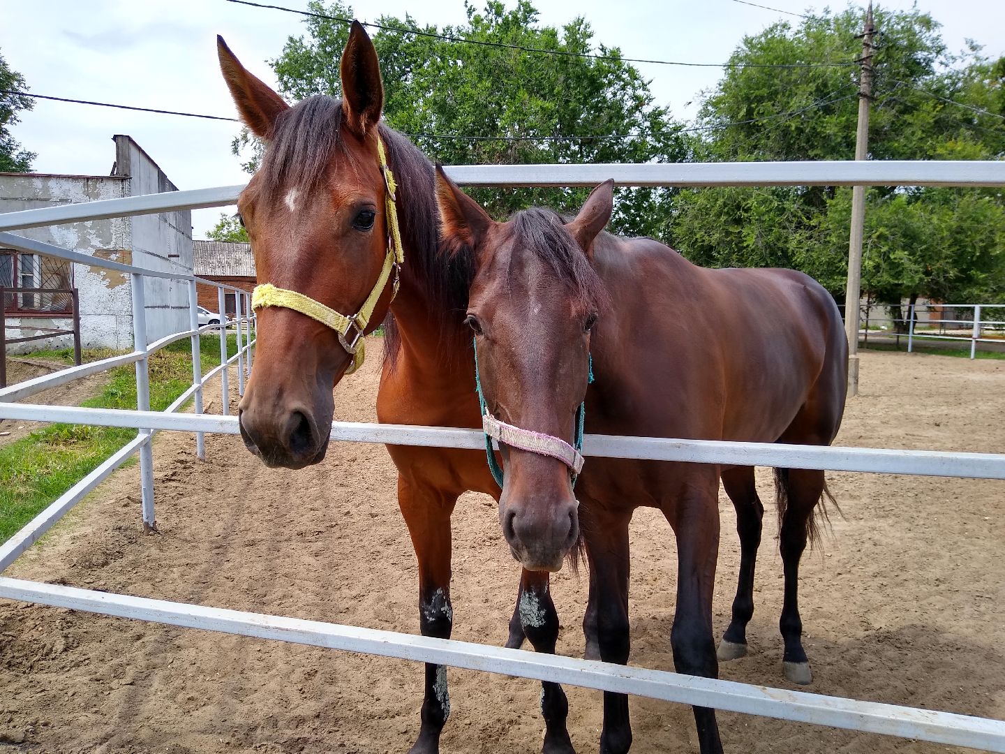 Раменское, спорт, Раменский ипподром, конноспортивная школа, польза иппотерапии