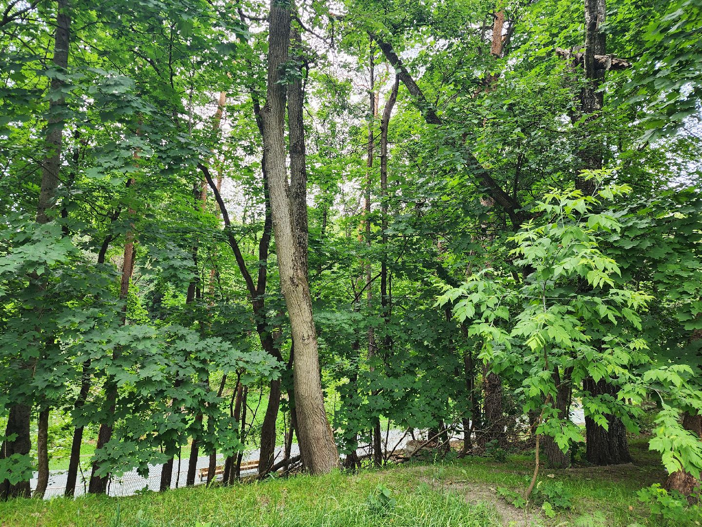 Звенигород, туризм, бардовский поход, Шихово, авторы-исполнители