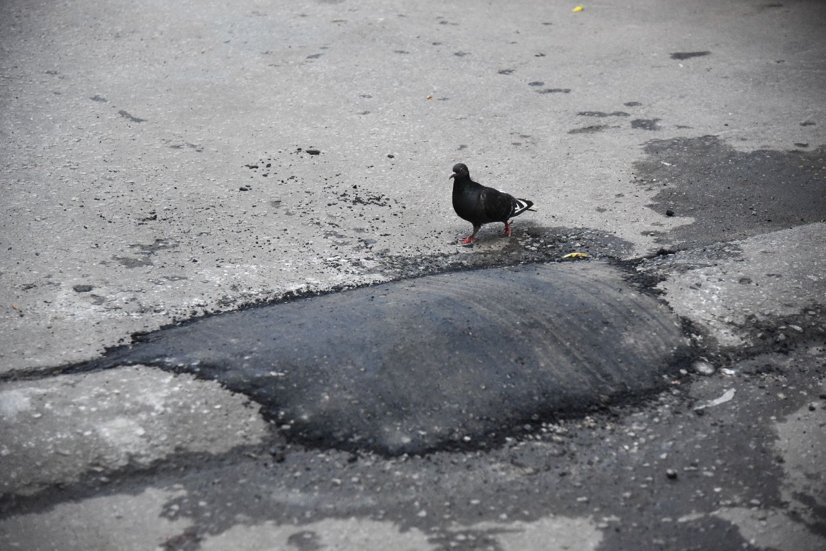 Химки, портал, Добродел, пользователи