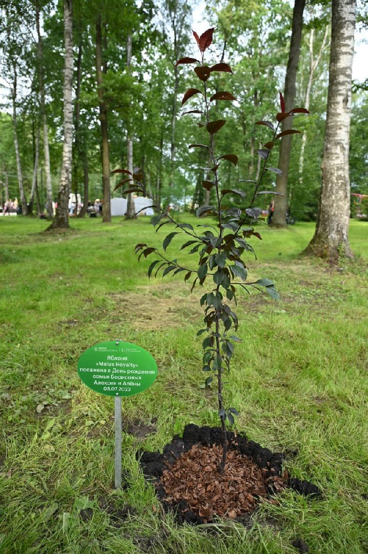 Ступино, парк Островского, аллея молодоженов