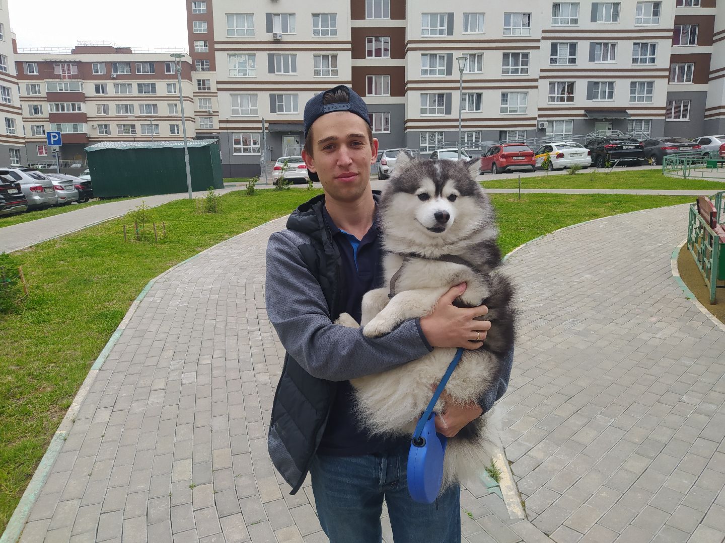 Нахабино, собаки, жара, животные, солнечный удар