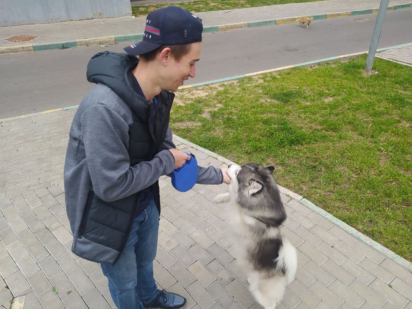 Нахабино, собаки, жара, животные, солнечный удар