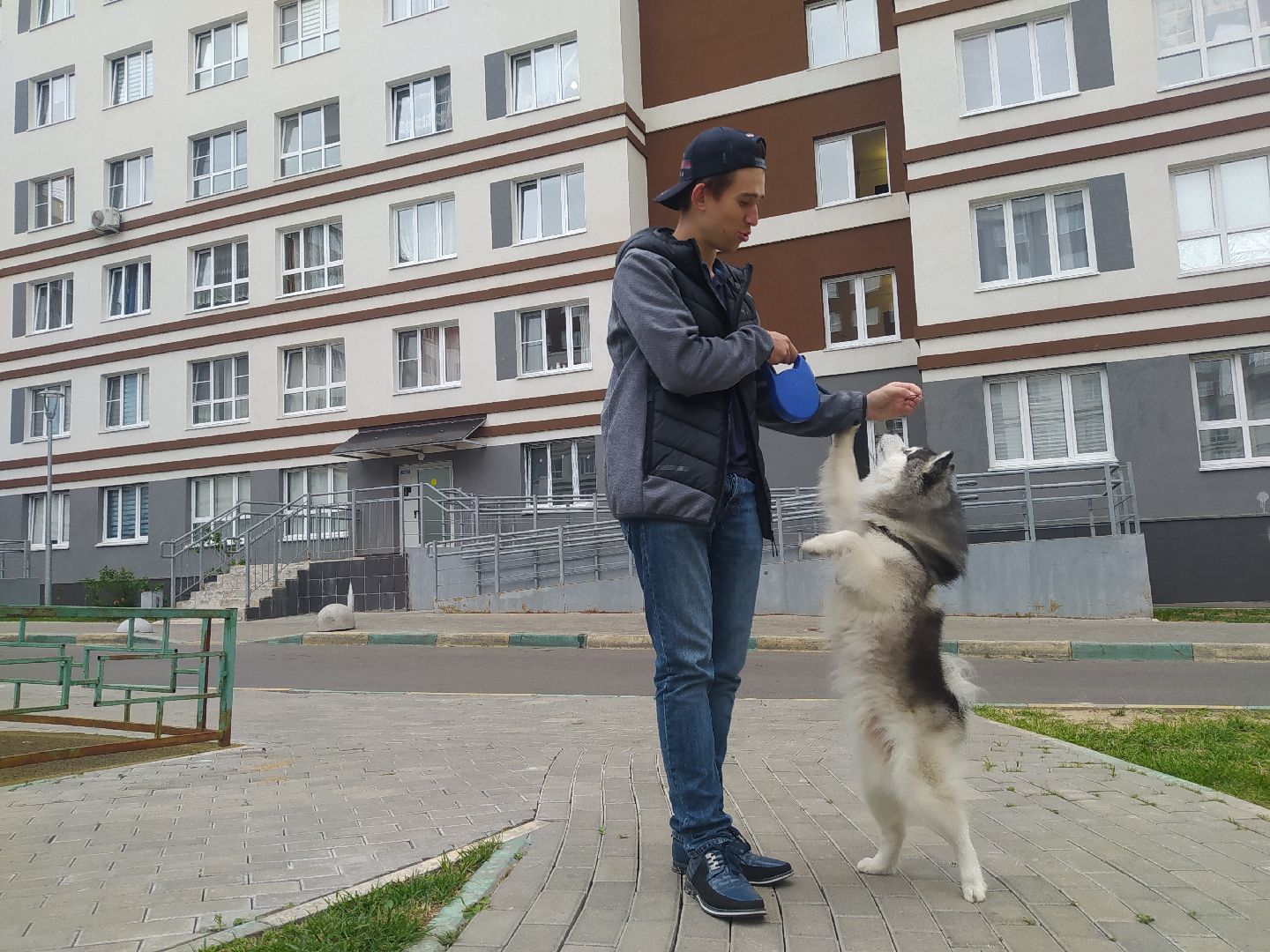 Нахабино, собаки, жара, животные, солнечный удар