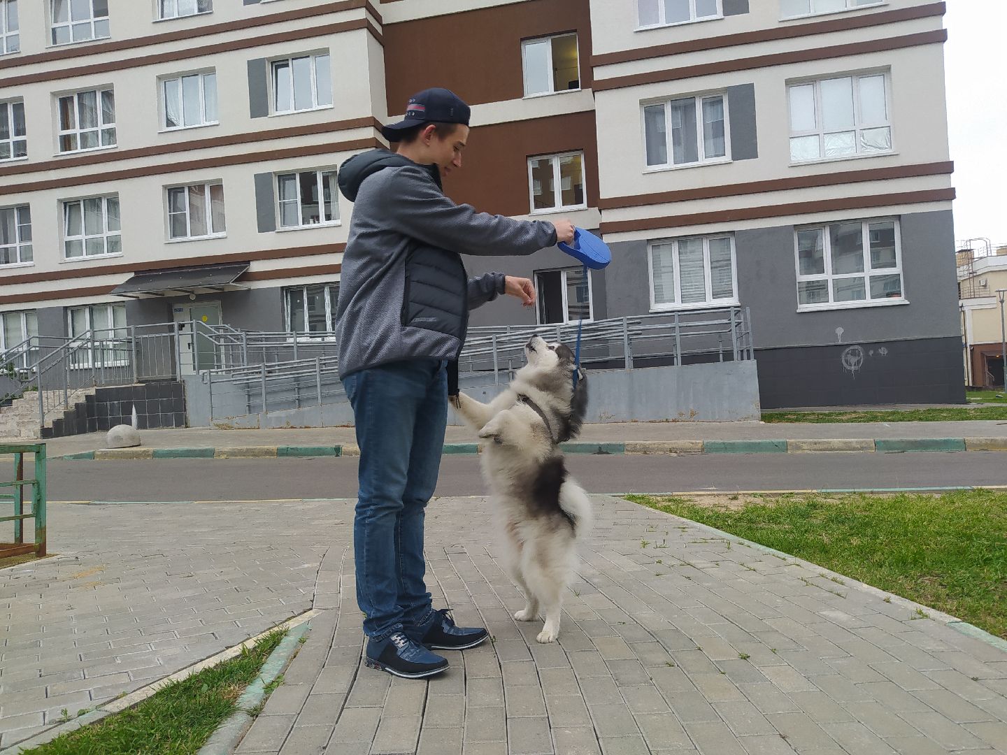 Нахабино, собаки, жара, животные, солнечный удар