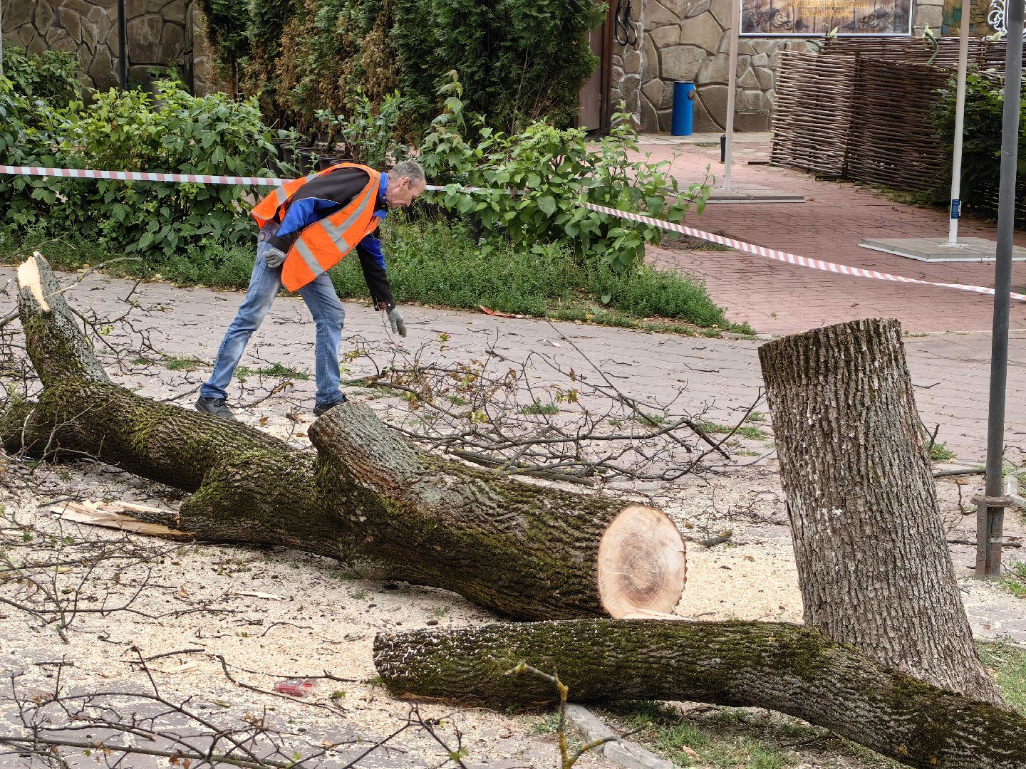 Спил, деревья, сухостои, безопасность