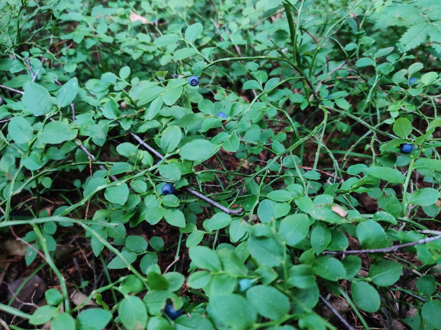 Красноармейск, Пушкинский, леса Подмосковья, черника