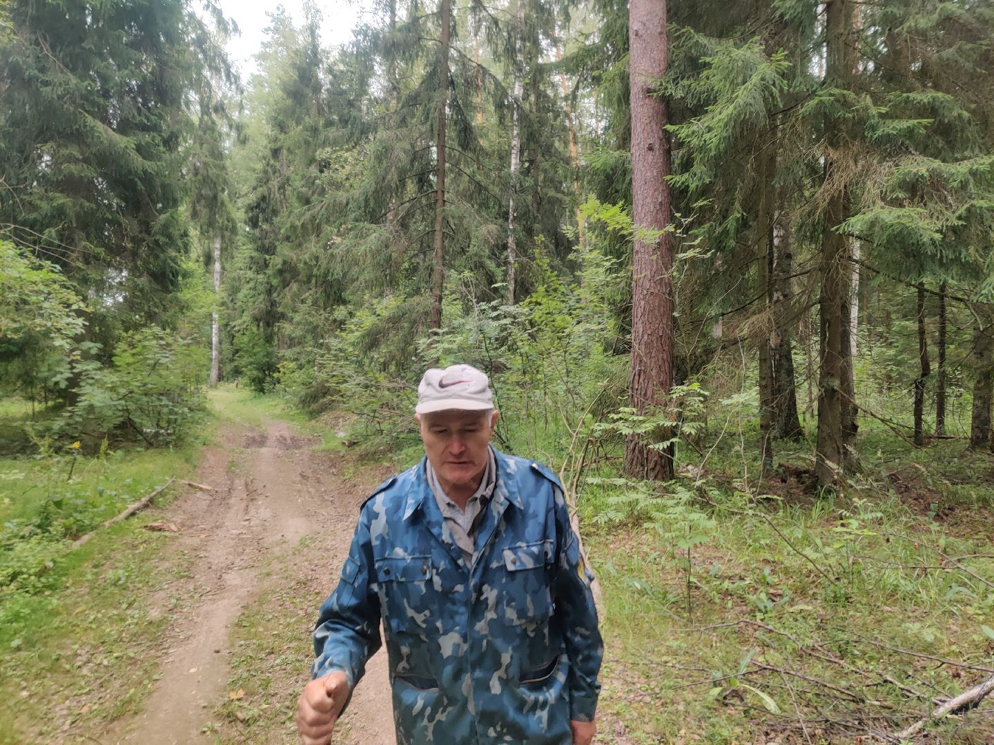 Красноармейск, Пушкинский, леса Подмосковья, черника