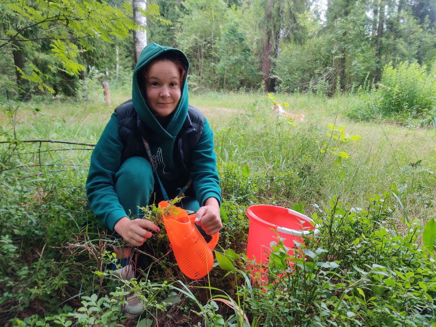 Красноармейск, Пушкинский, леса Подмосковья, черника