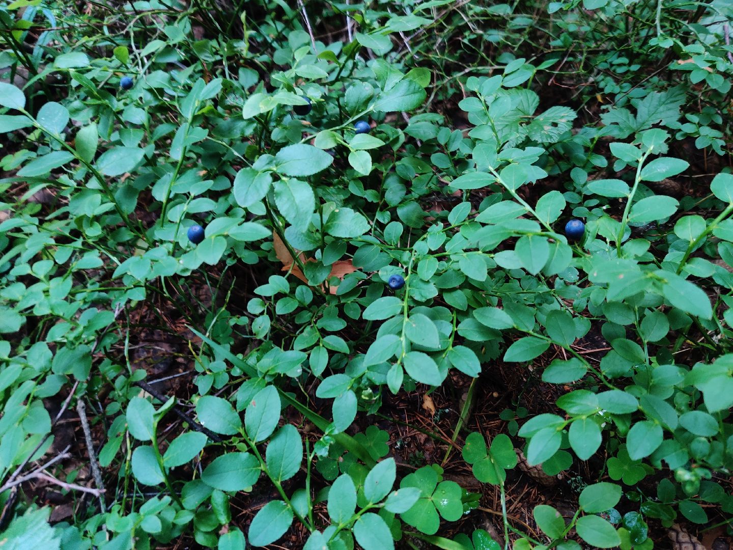 Красноармейск, Пушкинский, леса Подмосковья, черника