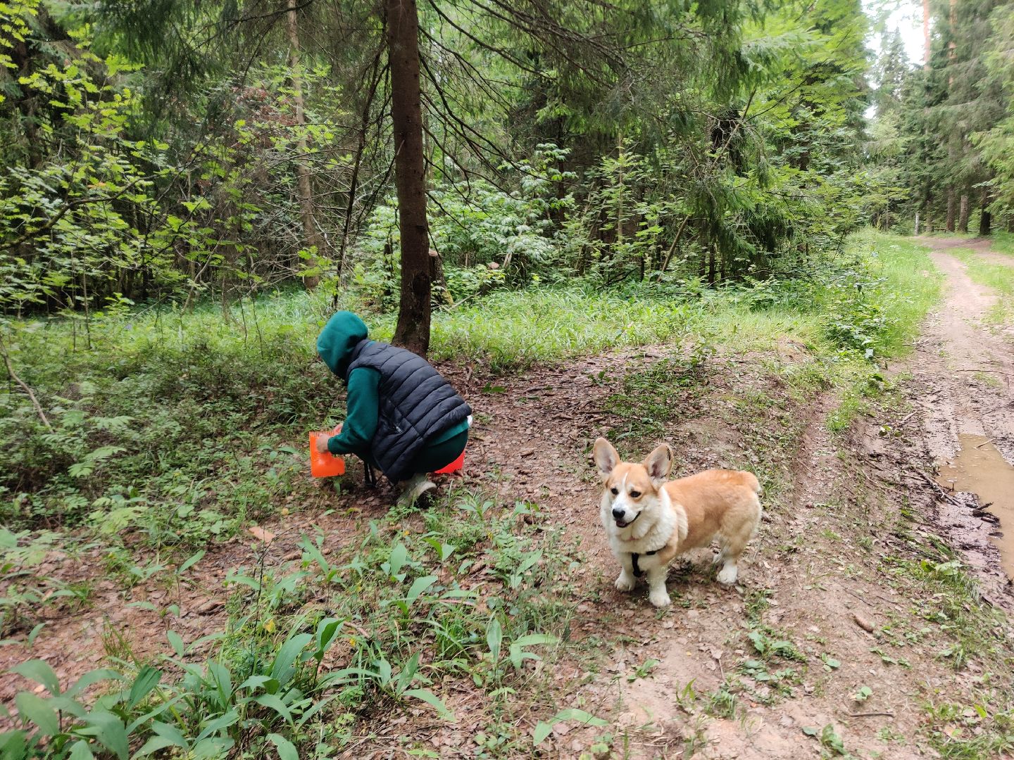 Красноармейск, Пушкинский, леса Подмосковья, черника