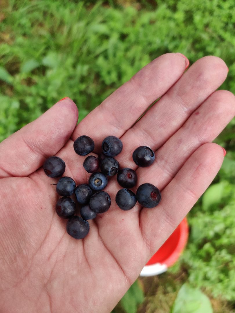 Красноармейск, Пушкинский, леса Подмосковья, черника