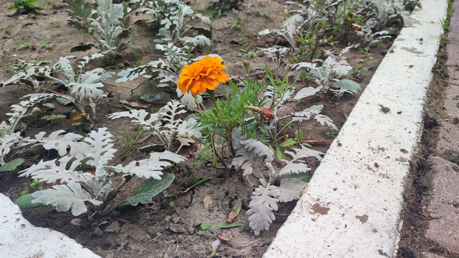 Кашира, благоустройство, площадь, цветы, клумбы, бархатцы