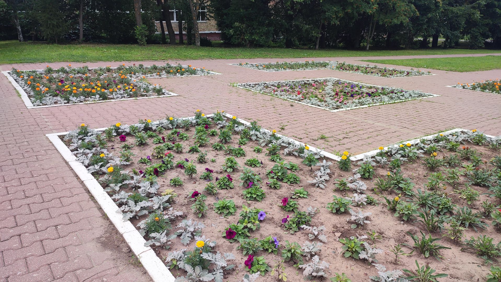 Кашира, благоустройство, площадь, цветы, клумбы, бархатцы