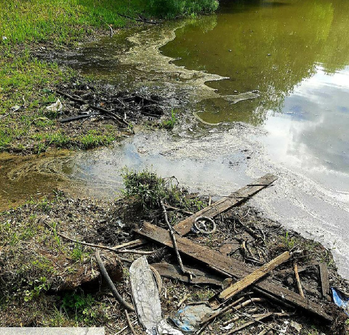 Дедовск, пруд, очистка, экология