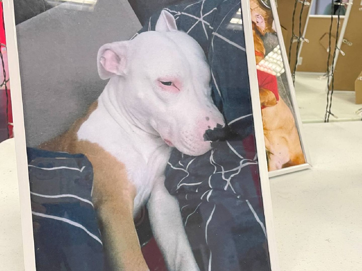 Коломна, культура, общество