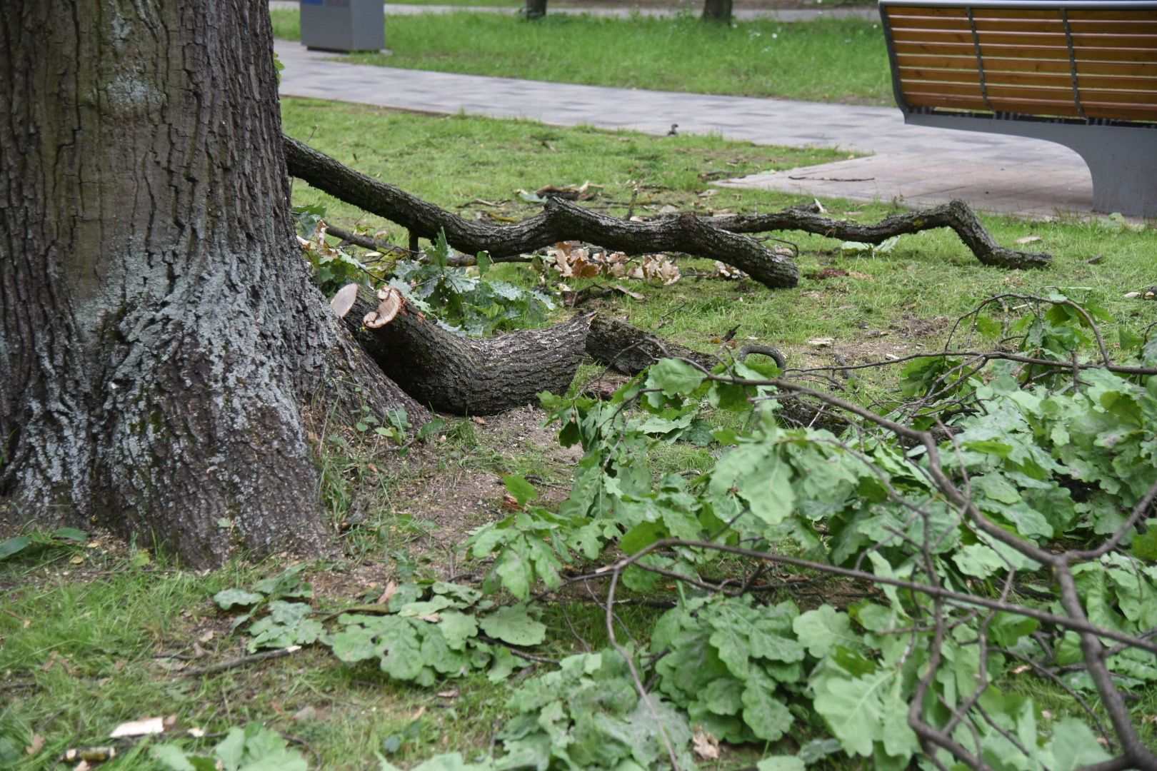 Химки, парк, деревья, опиловка, благоустройство