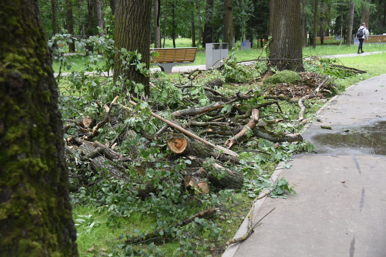 Химки, парк, деревья, опиловка, благоустройство