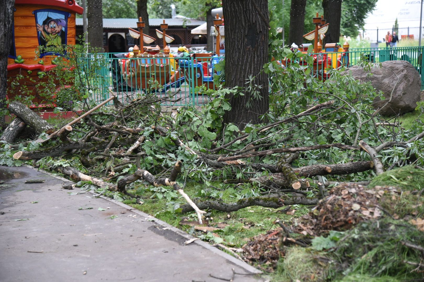 Химки, парк, деревья, опиловка, благоустройство