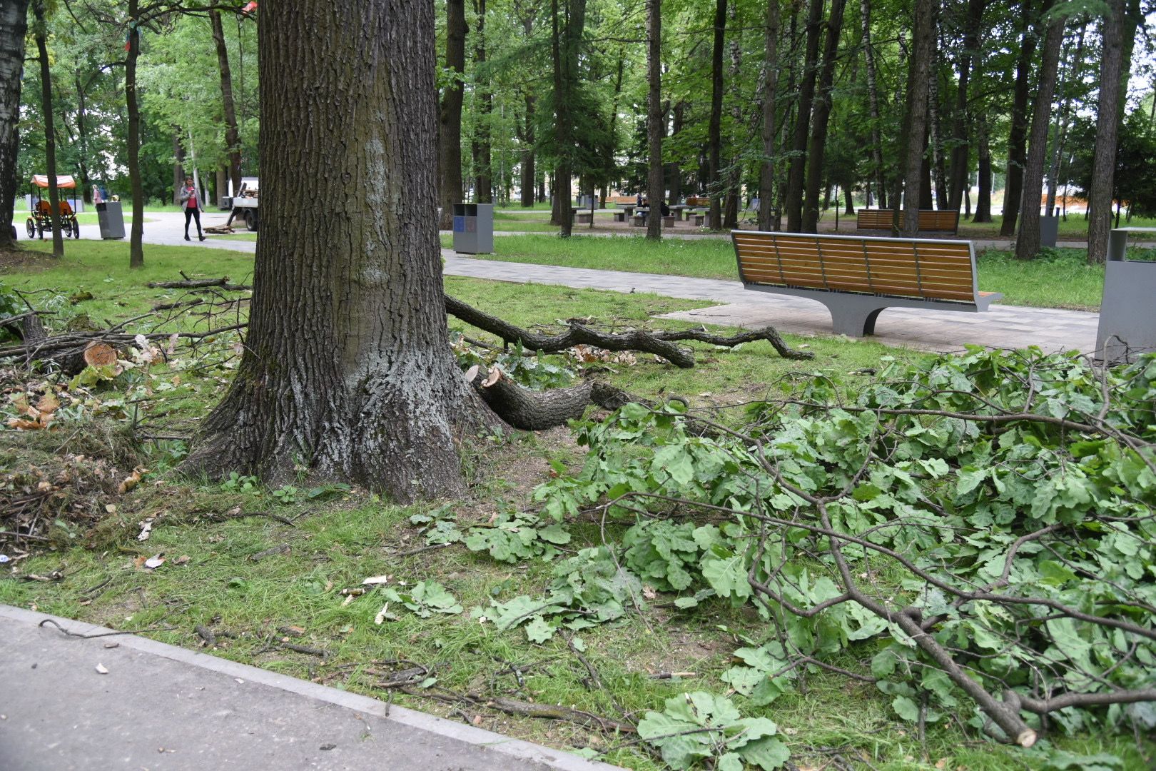 Химки, парк, деревья, опиловка, благоустройство