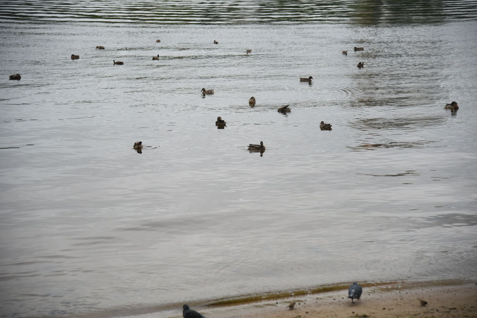 Химки, вода, плаванье, безопасность